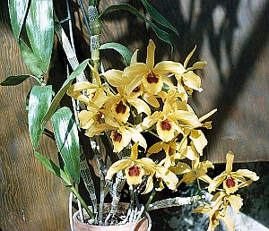 �f���h���r�E��