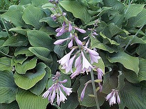 今日の誕生花 By こよみのページ