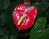 anthurium.jpg