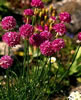 armeria2.jpg