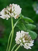 clover2.jpg
