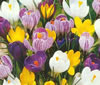 crocus.jpg