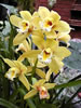 cymbidium.jpg