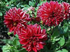 dahlia.jpg