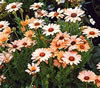 dimorphotheca1.jpg
