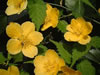 dscf0062.jpg