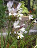 freesia.jpg