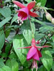 fuchsia.jpg