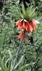 furitiraria.jpg