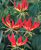 guroriosa.jpg