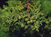 hinoki.jpg