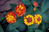 lantana.jpg