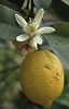limon.jpg