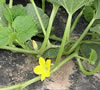 melonflower.jpg