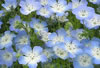 nemophila.jpg