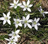 ornithogalum_unberatum.jpg