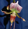 paphiopedilum2.jpg