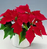 poinsetia.jpg