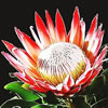 protea.jpg
