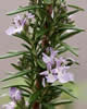 rosemary.jpg