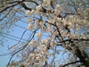 sakura.jpg