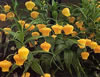 sandersonia.jpg