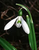 snowdrop.jpg