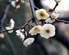 ume1.jpg