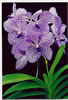 vanda.jpg