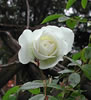 whiterose.jpg