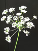 /white_lace_flower.jpg
