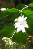 jasmin.jpg