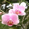 kocyouran-pink.jpg