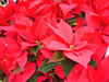 poinsechia.jpg