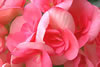 riigasubegonia.jpg