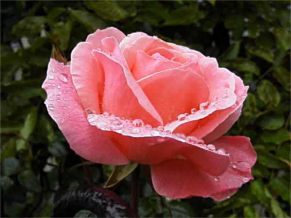 バラ（薔薇）＜ピンク＞