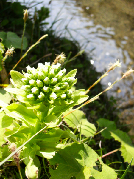 フキノトウ(蕗の薹)