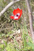 anemone.jpg