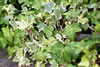 ivy.jpg