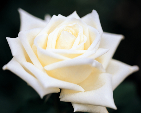 バラ（薔薇）＜白＞
