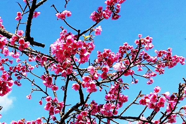カンヒザクラ(寒緋桜)