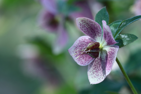 レンテンローズ