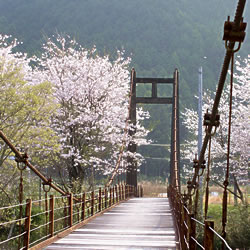 桜咲く