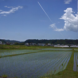 田植えの後
