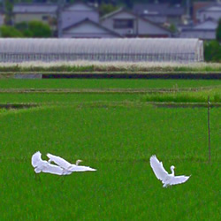 芒種の頃
