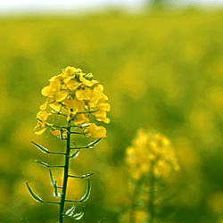 菜の花