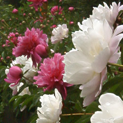 芍薬