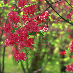 山の花
