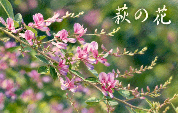 萩の花