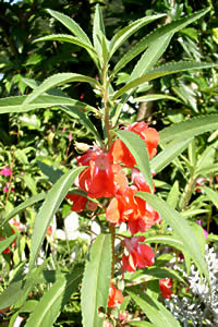 ホウセンカ（鳳仙花）